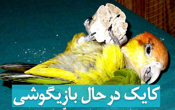 عکس طوطی کایک در حال بازیگوشی و بازی و شیطنت بامزه در پردونه
