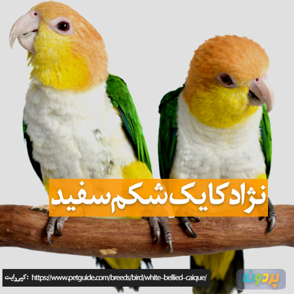 عکس نژاد طوطی کایک شکم سفید - تصویر گونه طوطی کایک شکم سفید در پردونه - در انواع طوطی کایک شکم سفید