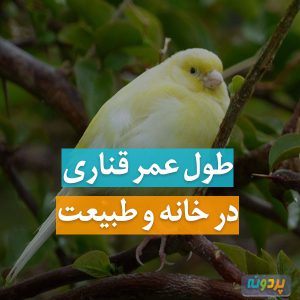 عمر قناری طول عمر قناری سن قناری زندگی قناری عمر قناری در خانه عمر قناری در طبیعت پیرترین قناری دنیا قناری چند سال عمر می کند قناری میمیرد...