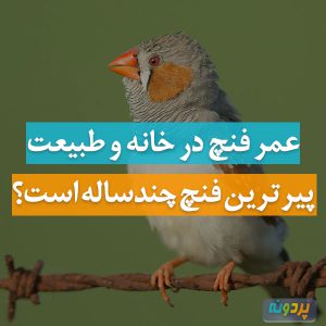 عمر فنچ در خانه عمر فنچ در طبیعت عمر فنچ در اسارت عمر فنچ در قفس عمر فنچ به عنوان پرنده خانگی پیرترین فنچ چندساله است فنچ در چه سنی می میرد
