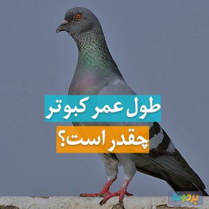 سن کبوتر چقدر است؟ طول عمر کفتر ، عمر کبوتر ، سن و سال کبوتر ، پیرترین کبوتر ، کفتر چقدر زنده می ماند ، کبوتر چند سال عمر می کند ؟ عمر کفتر ..