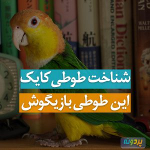 شناخت طوطی کایک و مشخصات و عکس طوطی کایک به اضافه نژاد ها و گونه های طوطی کایک Caique بازیگوش در ایران و سایت پردونه