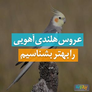 آشنایی با عروس هلندی آهویی