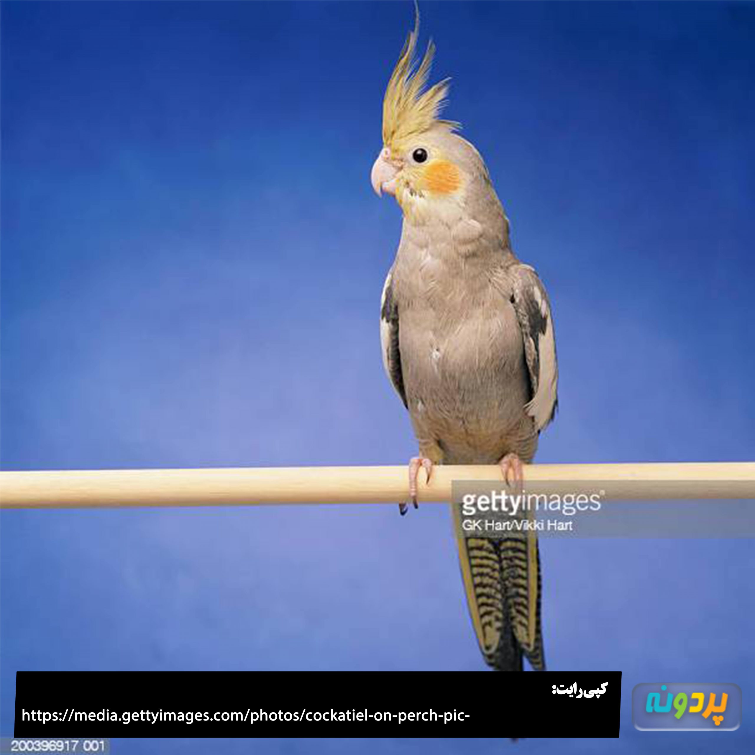 عکس عروس هلندی آهویی ماده