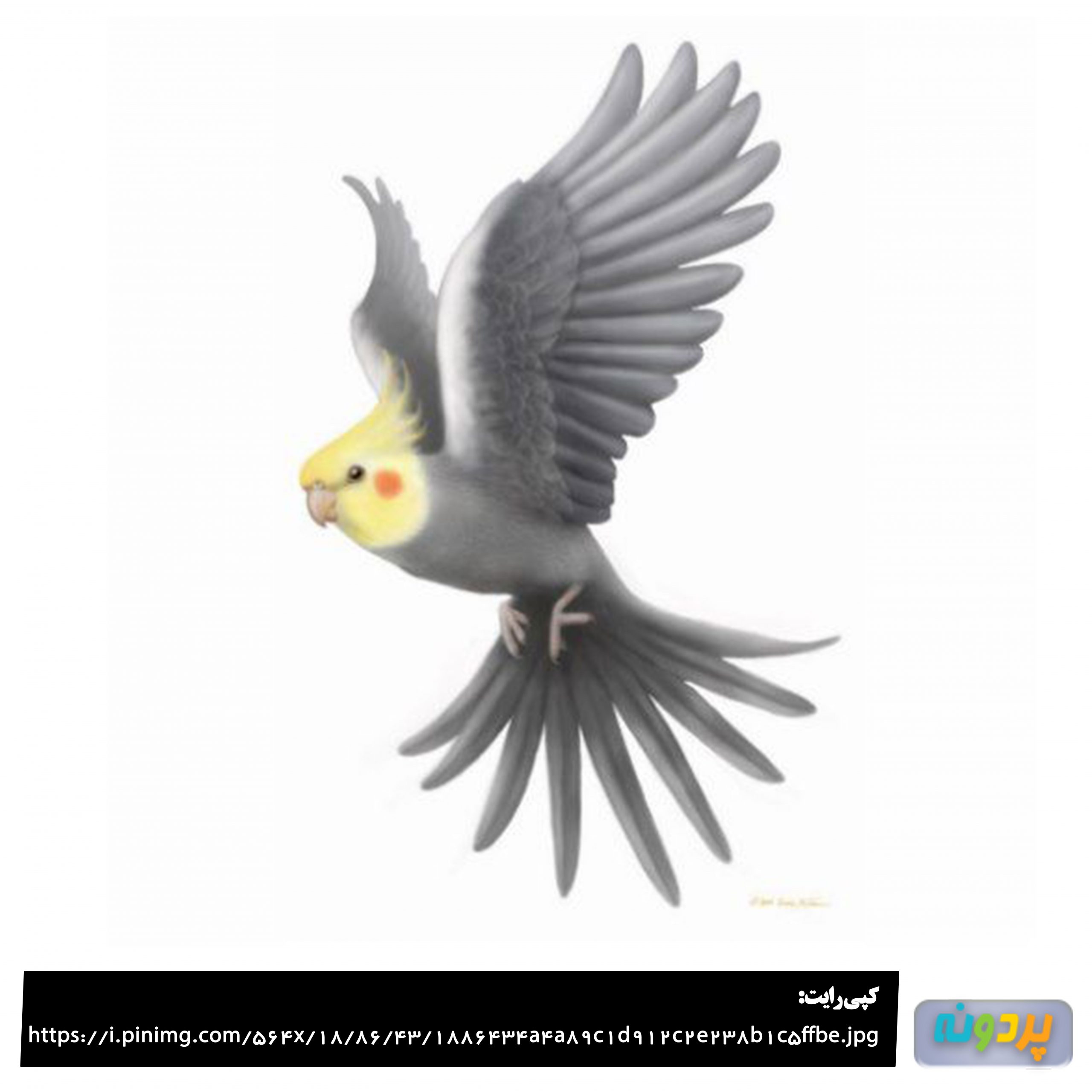 عکس عروس هلندی آهویی نر