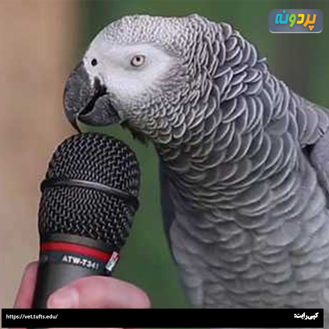 Casco Spokesman-min