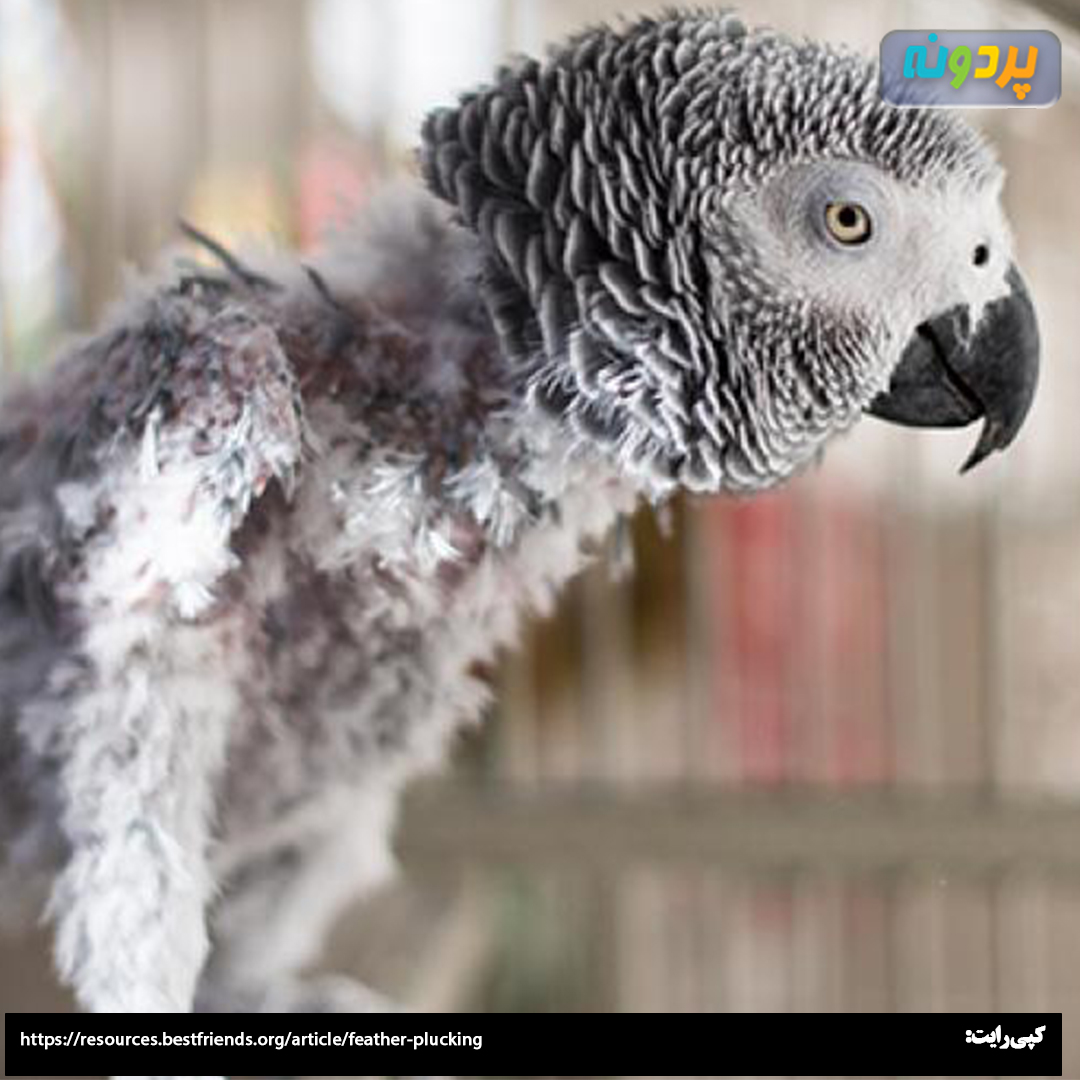 Casco bird scared