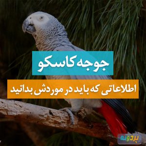 Psittacus