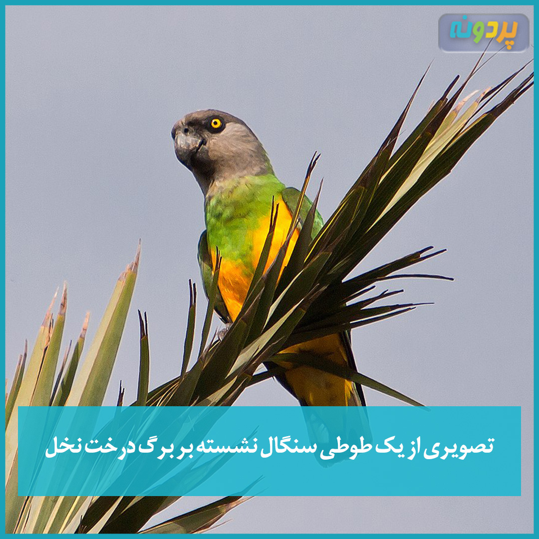 تصویری از یک طوطی سنگال نشسته بر برگ درخت نخل