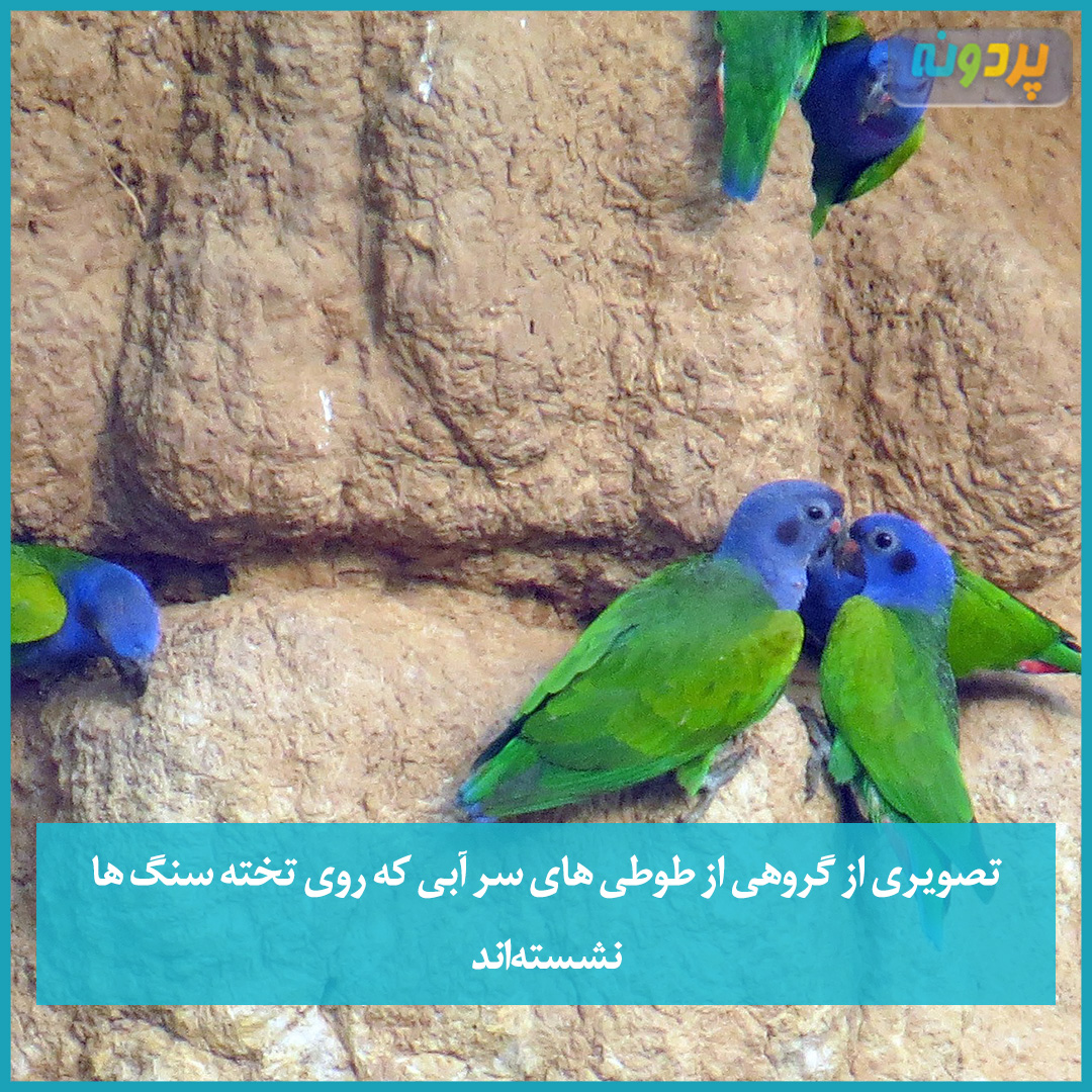 تصویری از گروهی از طوطی های سر آبی که روی تخته سنگ ها نشسته اند