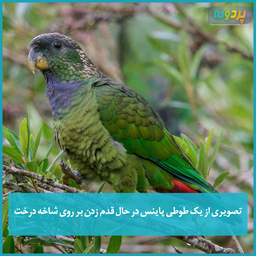 تصویری از یک طوطی پاینس در حال قدم زدن بر روی شاخه درخت