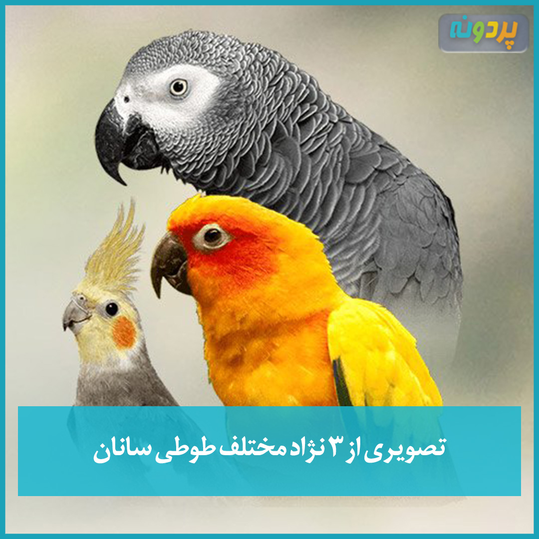 تصویری از 3 نژاد مختلف طوطی سانان