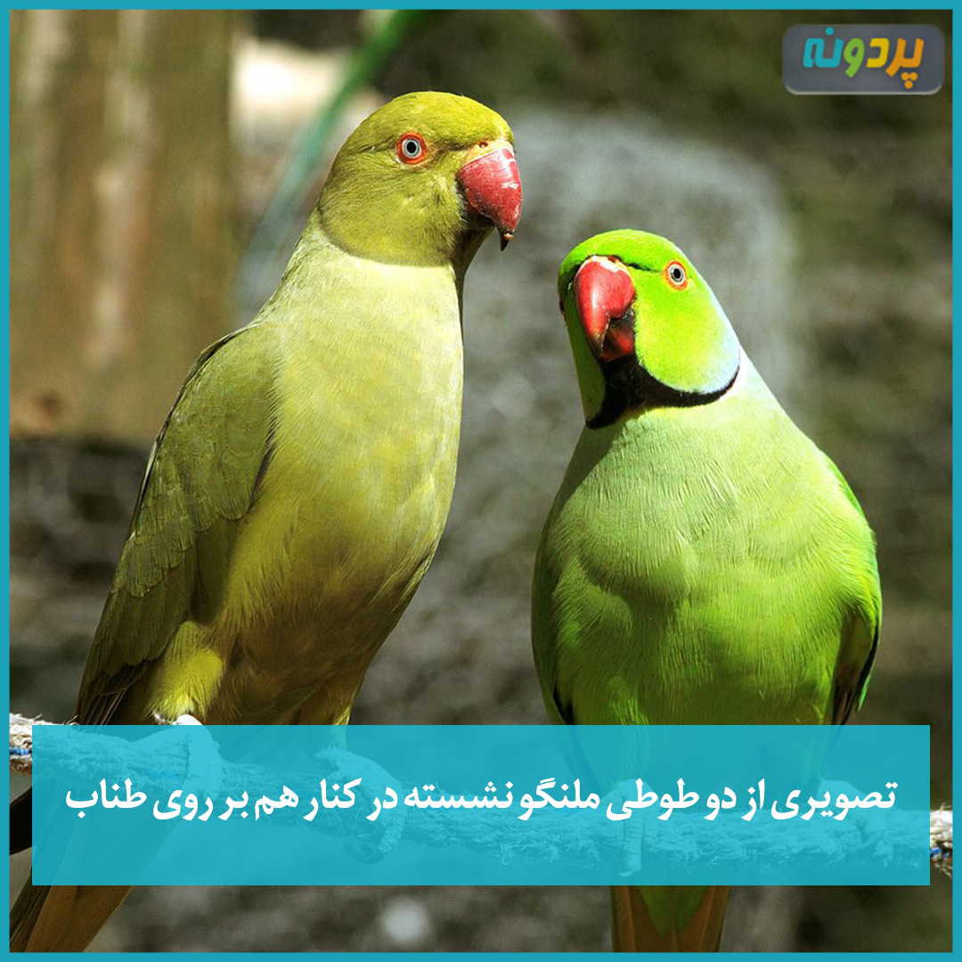 تصویری از دو طوطی ملنگو نشسته در کنار هم بر روی طناب