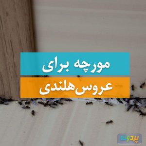 Ant for Cockatiel