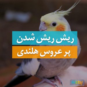 Cockatiel