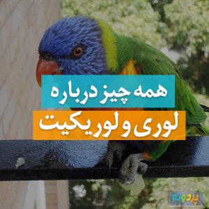 لوری و لوریکیت