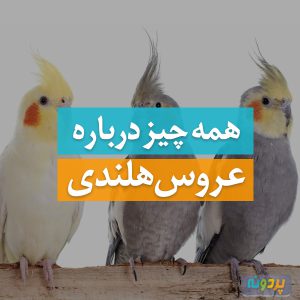 Cockatiel-pardone-ir