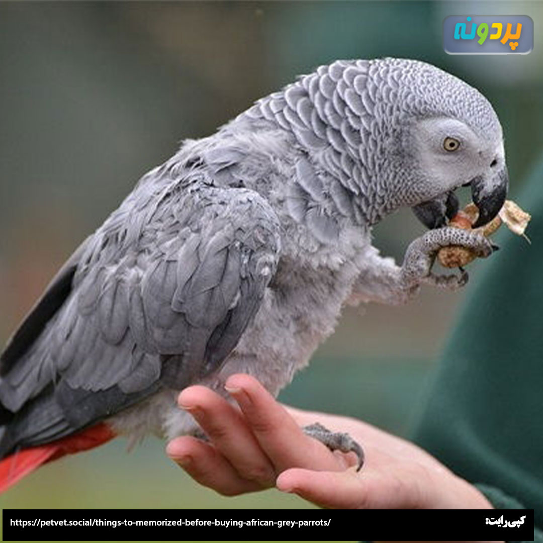 Eat-Psittacus-Cereals