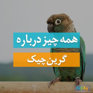 طوطی گرین چیک