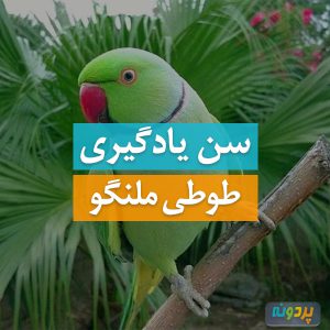 Leopard-parrot-learning-age