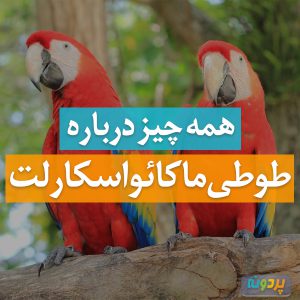 ماکائو اسکارلت