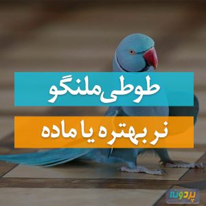 Melange-Parrot