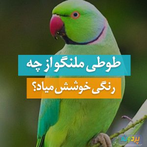 Melange-Parrot