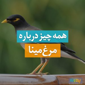 Myna-pardone-ir