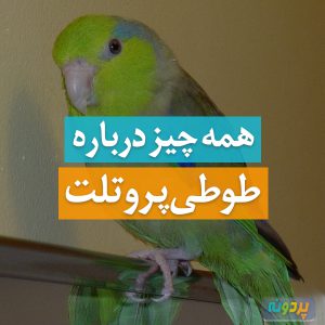 Parrotlet-pardone-ir