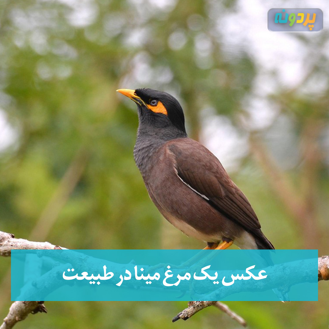 عکس یک مرغ مینا در طبیعت