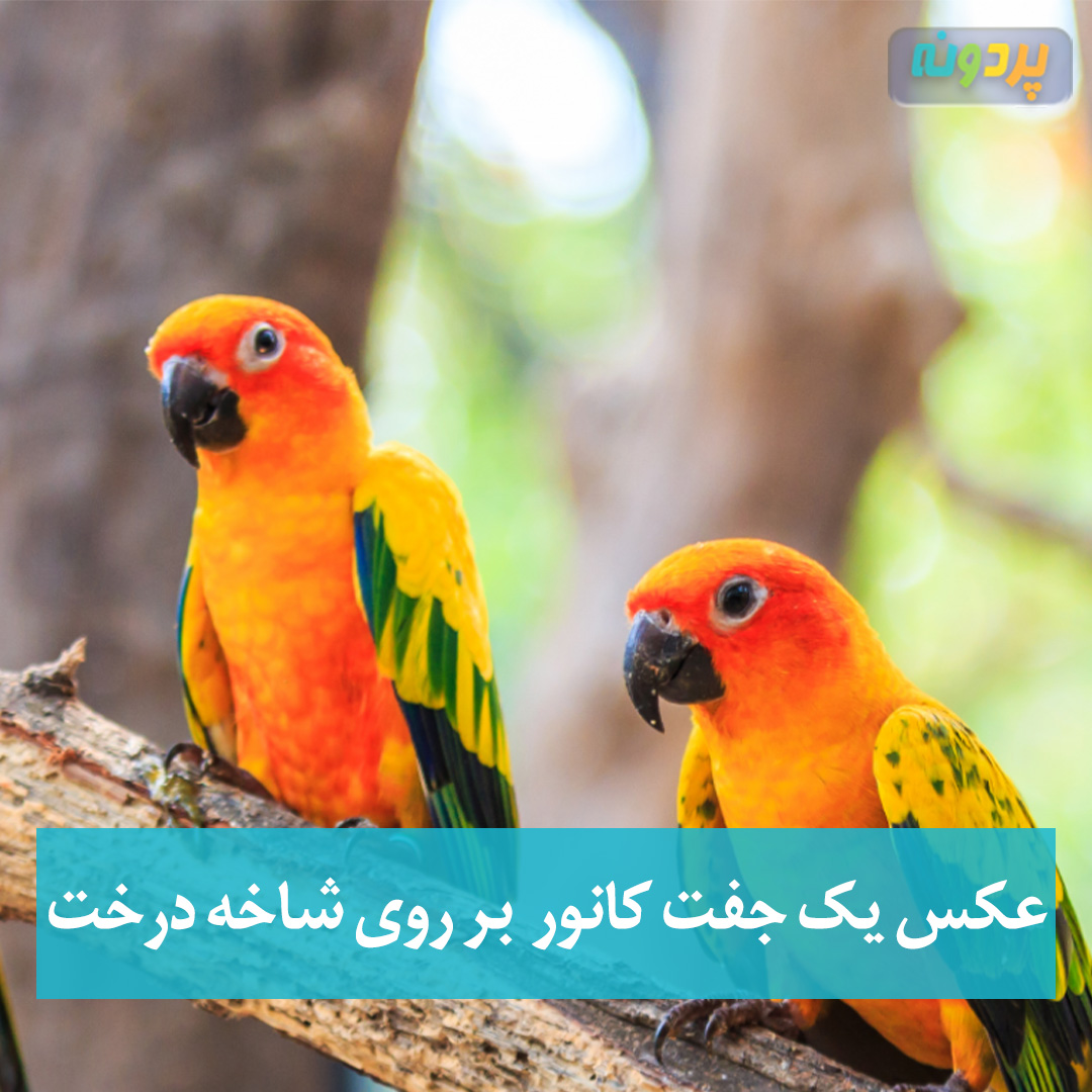 عکس یک جفت کانور بر روی شاخه درخت