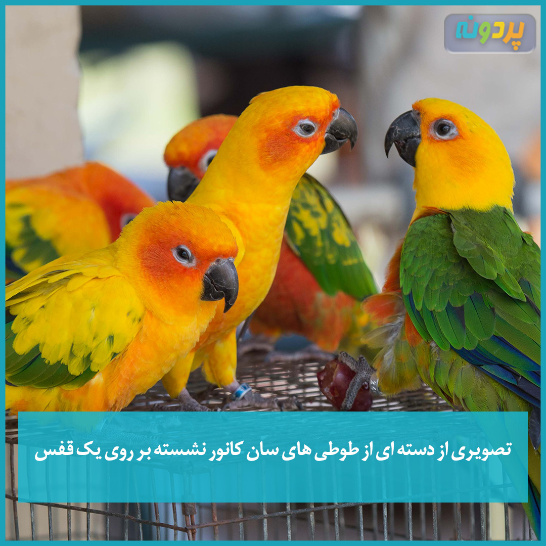 تصویری از دسته ای از طوطی های سان کانور نشسته بر روی یک قفس