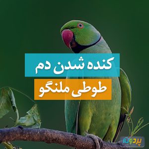 Psittacula-krameri