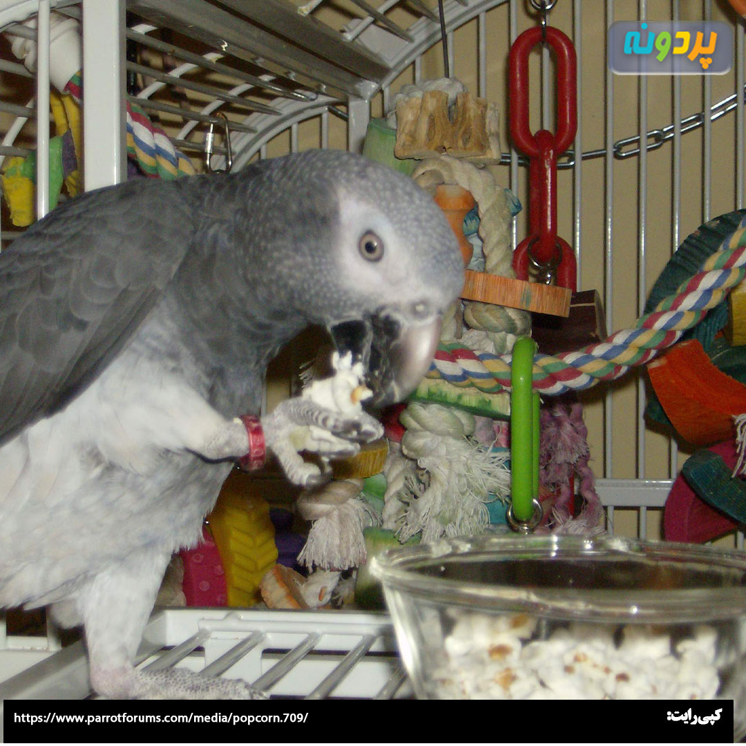 Psittacus-pop-corn