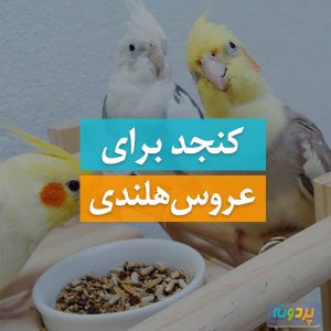 Sesame--for-Cockatiel