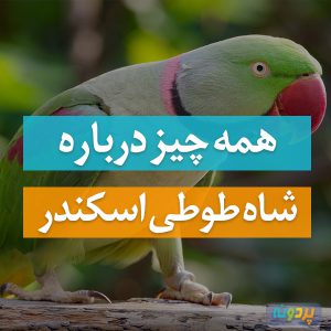 شاه طوطی اسکندر