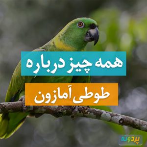 طوطی آمازون