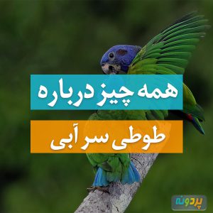 طوطی سرآبی