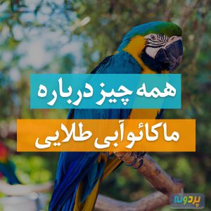 ماکائو آبی طلایی