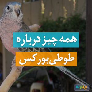طوطی بورکس