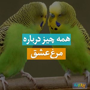 مرغ عشق - budgie
