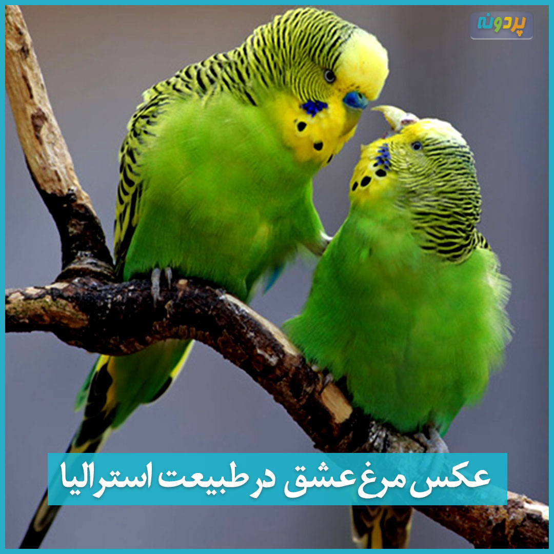 عکس دو مرغ عشق روی درخت در طبیعت استرالیا