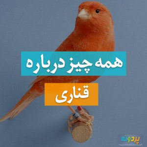 قناری
