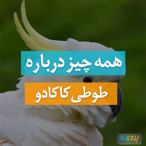 کاکادو