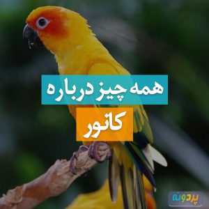 conure-pardone-ir