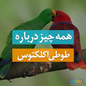 طوطی اکلکتوس