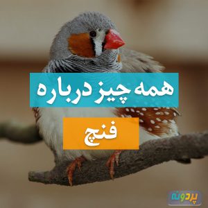 فنچ