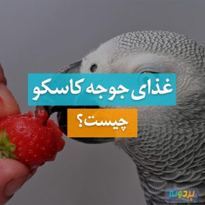 food---Psittacus