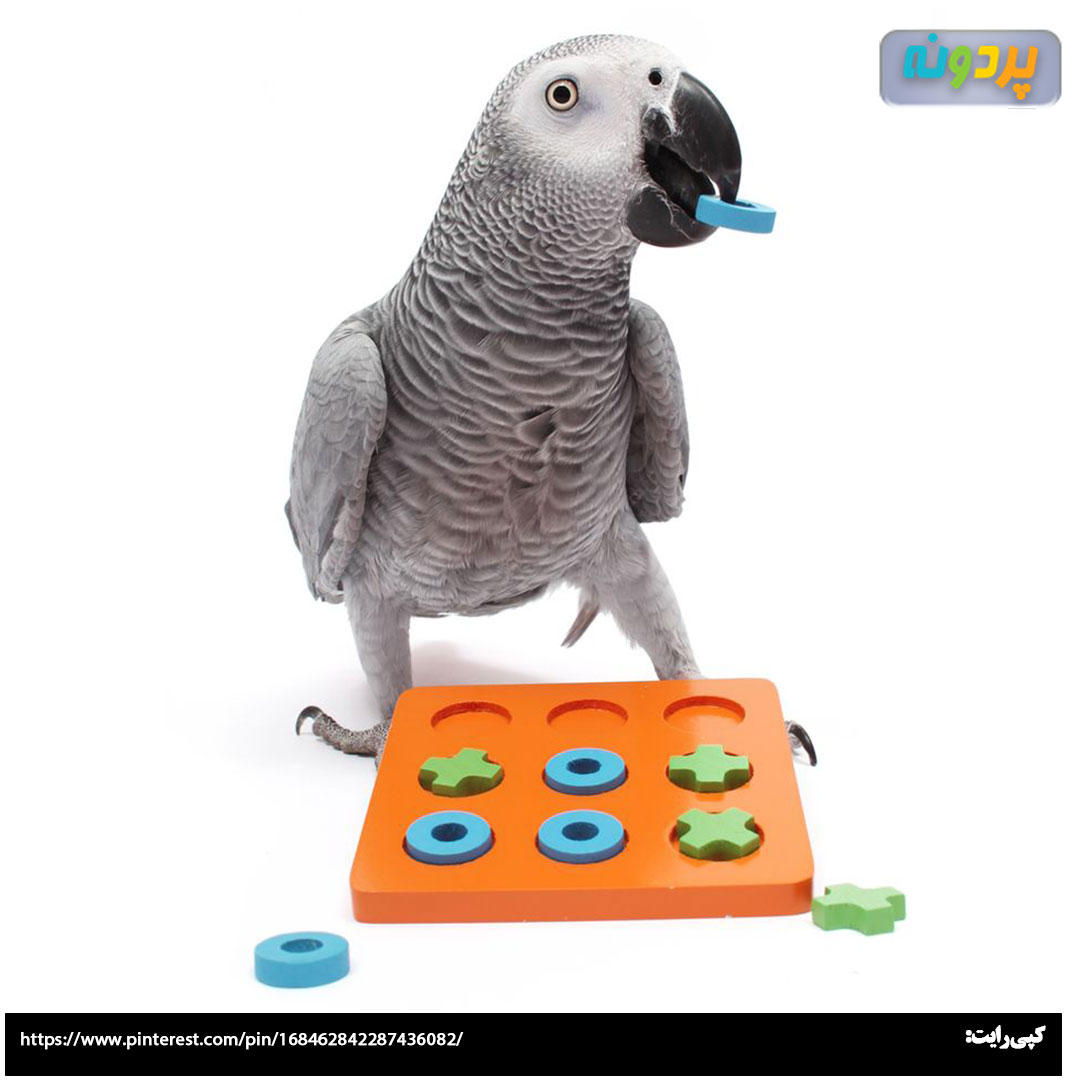 game-for-Psittacus