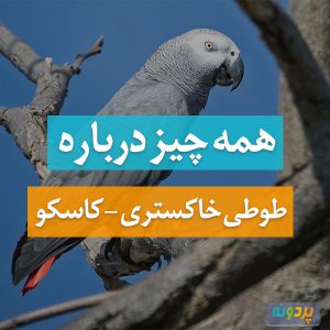 طوطی کاسکو